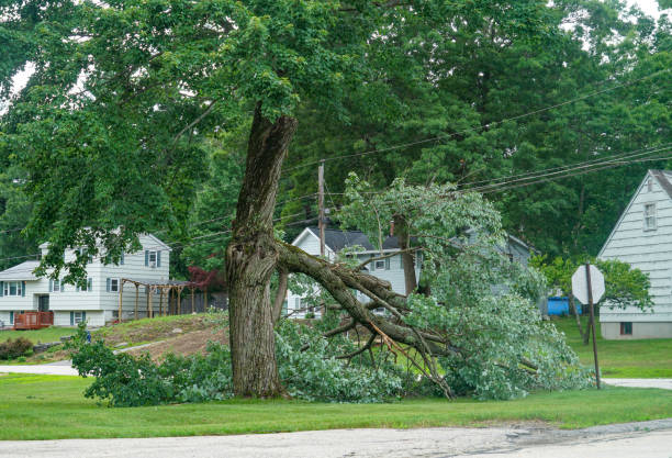 Emergency Storm Tree Removal in Maysville, NC